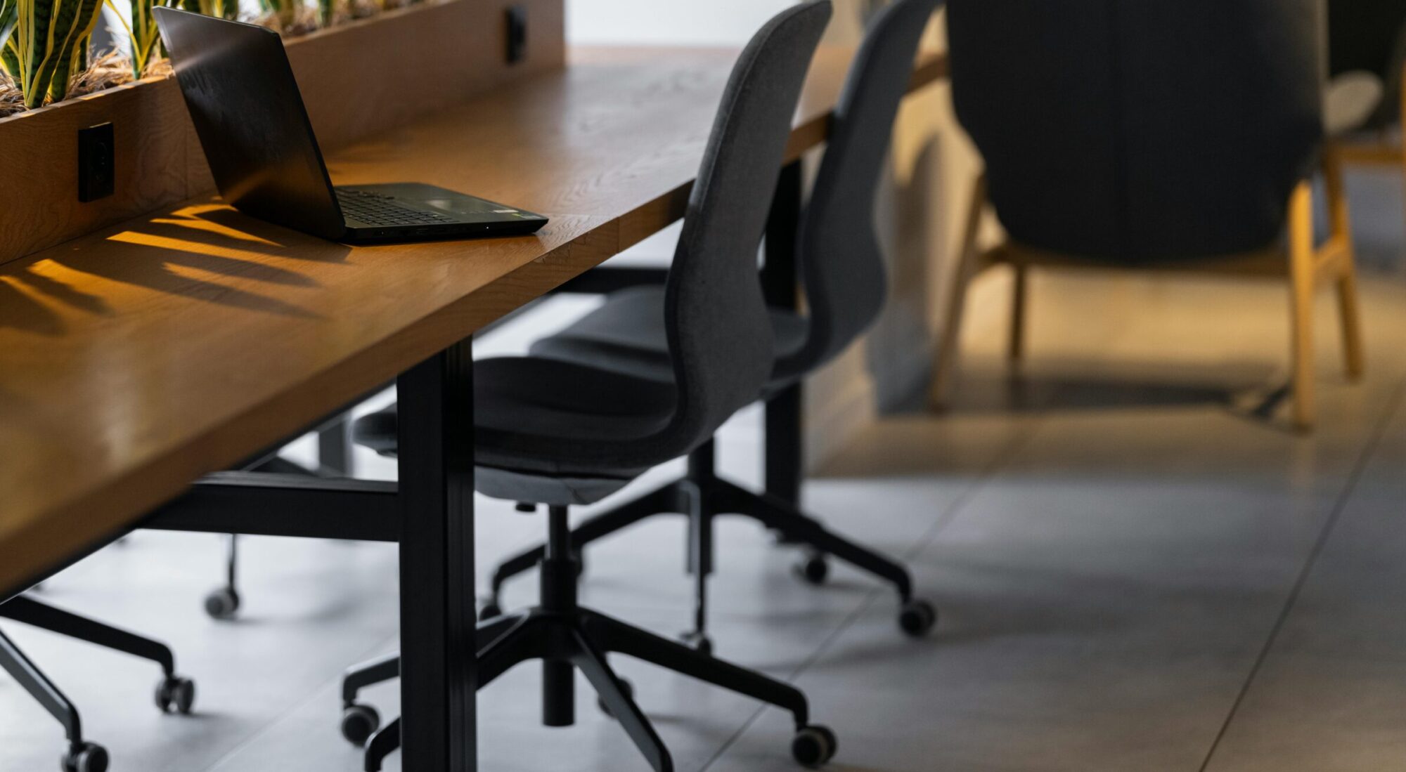 Contemporary office setting with green snake plants, chairs, and a laptop on a wooden desk.